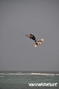 kite surfing photo