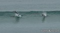 kite surfing photo